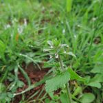 stachys-arvensis-bovey-bottom-st0424-its