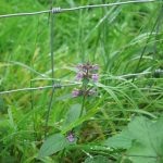 stachys-palustris-bovey-bottom-st0424-its