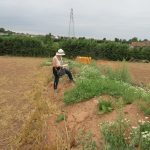 surveying-an-arable-margin-north-petherton-rfg
