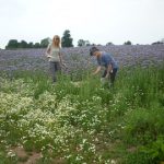 surveying-in-the-phacelia-field-north-petherton-gr