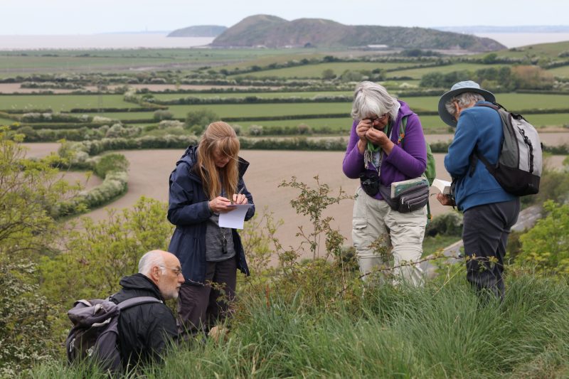 Group examine Rosa micrantha Purn Hill FJR3270