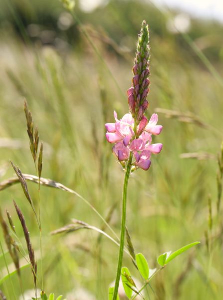 Onobrychis viciifolia Lilstock FJR 3660C