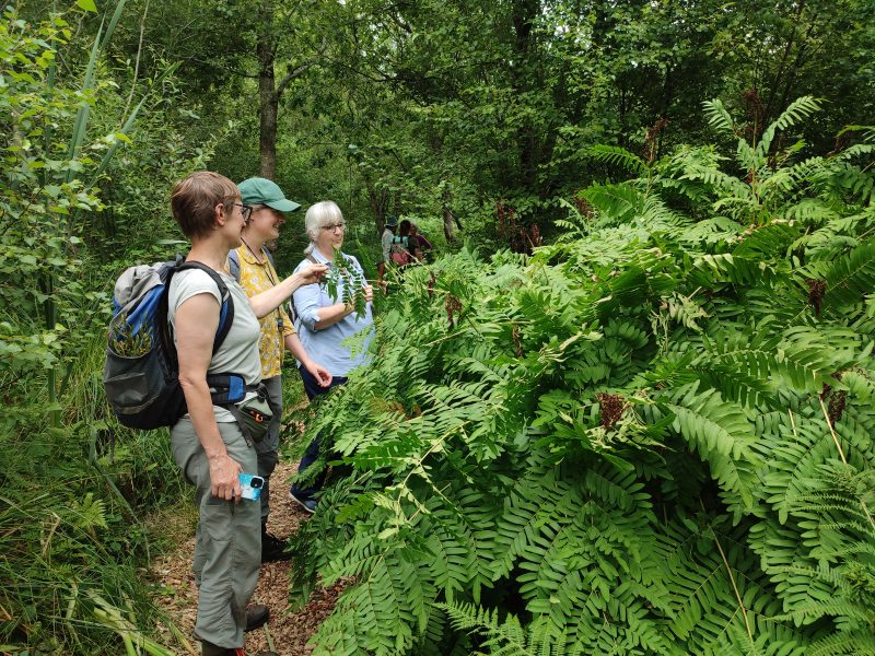 Osmunda Shapwick Heath