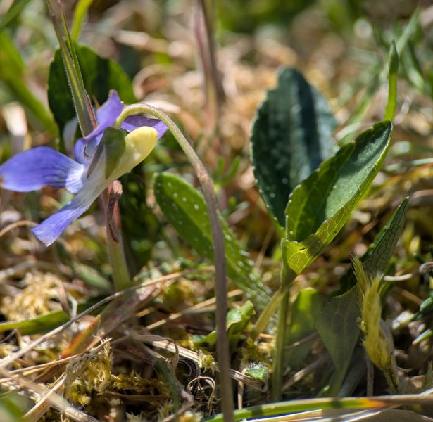 PXL_20250427_130042923 Viola canina at Berrow Dunes LNR (Helena Crouch)
